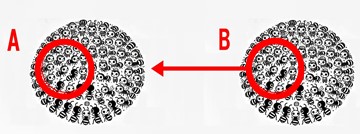 行政書士は食えない